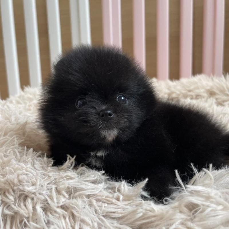 販売中の岡山県のポメラニアン-456047の5枚目