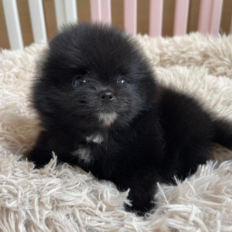 販売中の岡山県のポメラニアン-456047の4枚目