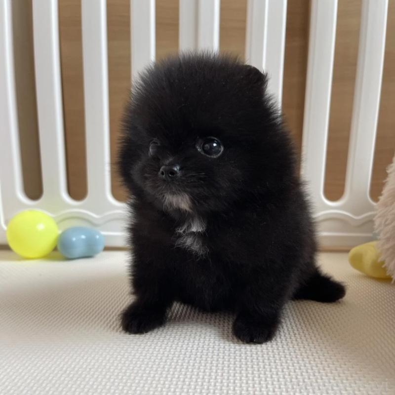 販売中の岡山県のポメラニアン-456047の3枚目