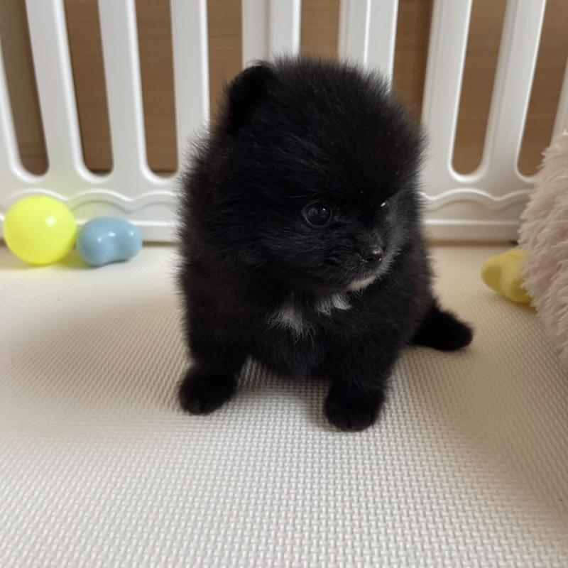 販売中の岡山県のポメラニアン-456047の2枚目