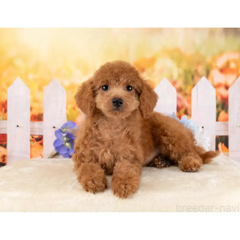 販売中の岐阜県のトイプードル-456050の7枚目