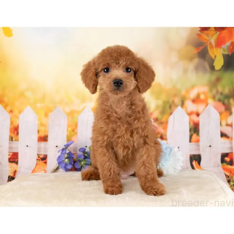 販売中の岐阜県のトイプードル-456050の6枚目