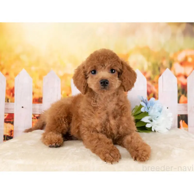 販売中の岐阜県のトイプードル-456050の5枚目