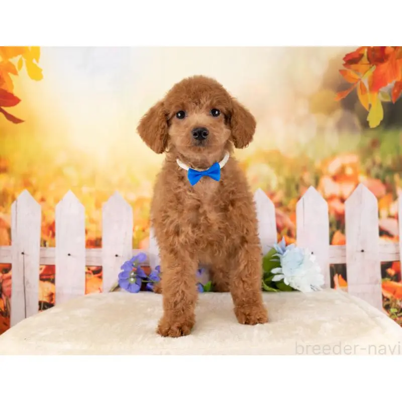 販売中の岐阜県のトイプードル-456050の4枚目