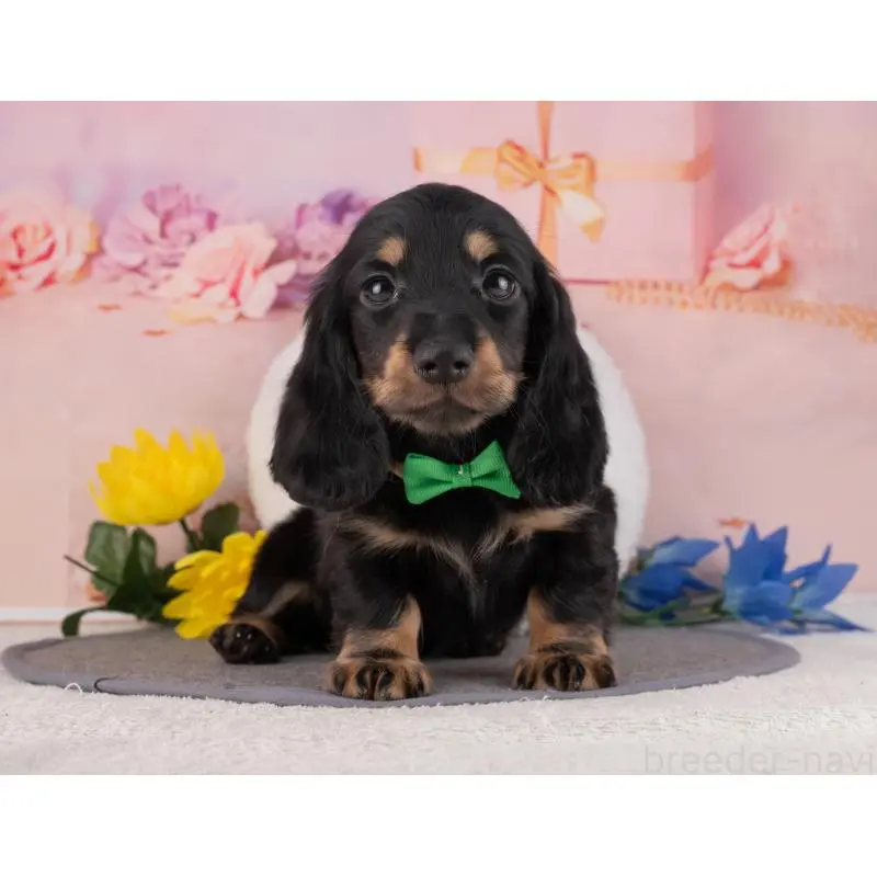 販売中の岐阜県のミニチュアダックスフンド(ロングヘアード)-456055の5枚目