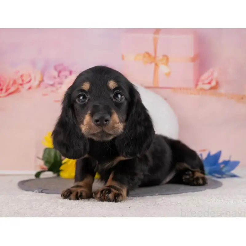 販売中の岐阜県のミニチュアダックスフンド(ロングヘアード)-456055の4枚目