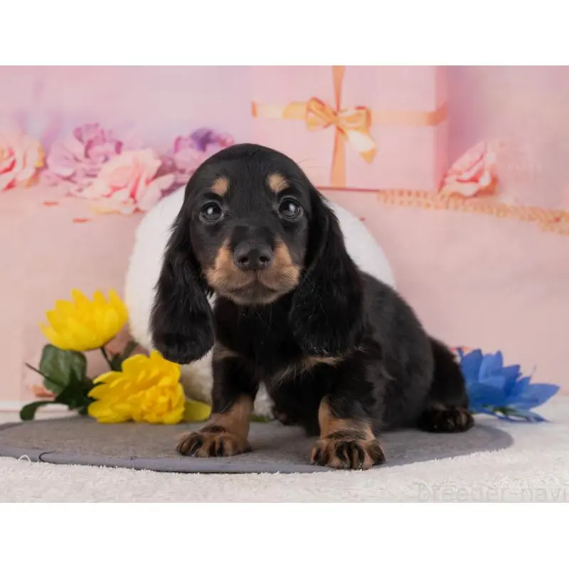 販売中の岐阜県のミニチュアダックスフンド(ロングヘアード)-456055の3枚目