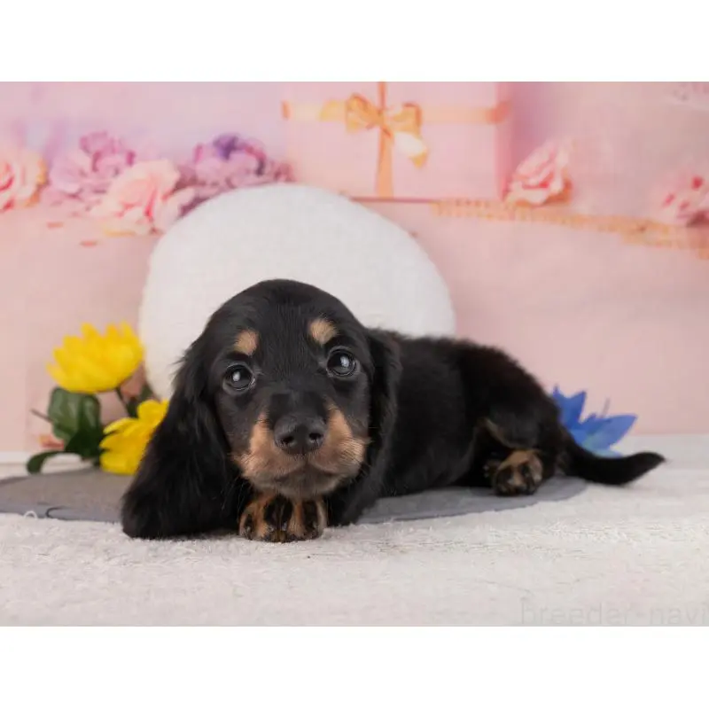 販売中の岐阜県のミニチュアダックスフンド(ロングヘアード)-456055の2枚目