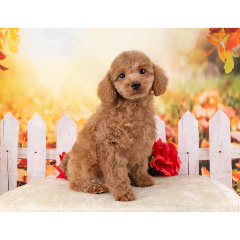 販売中の岐阜県のトイプードル-456052の5枚目