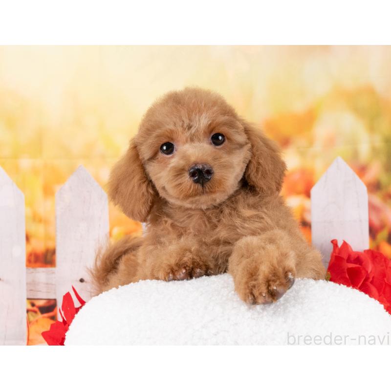 販売中の岐阜県のトイプードル-456052の4枚目