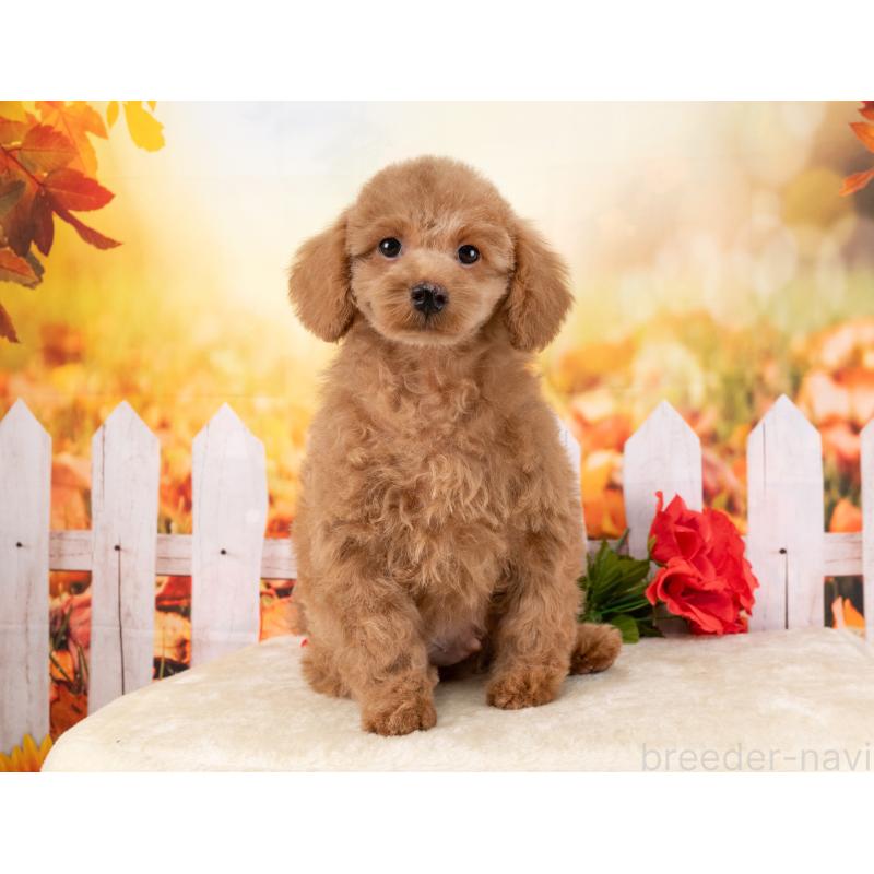 販売中の岐阜県のトイプードル-456052の3枚目