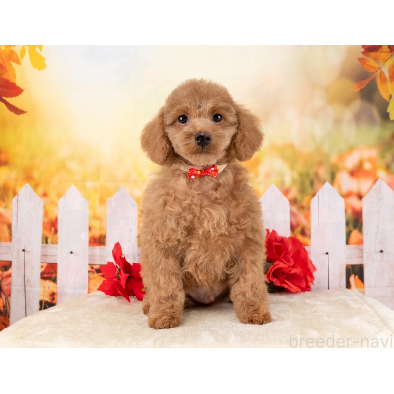 販売中の岐阜県のトイプードル-456052の2枚目