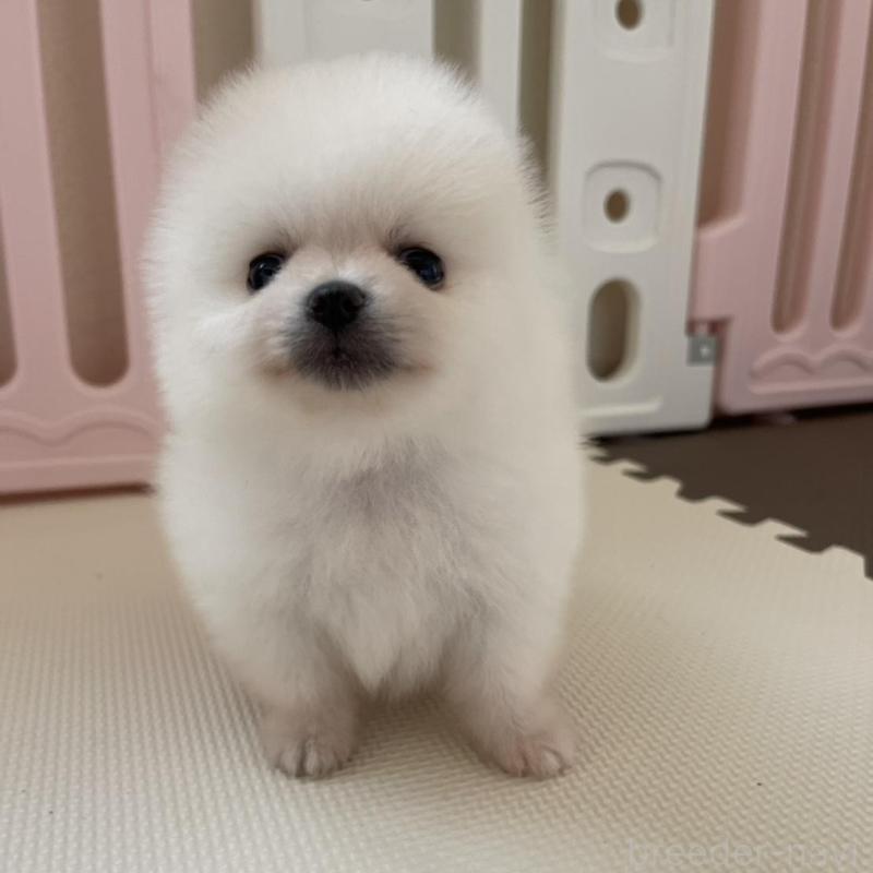 販売中の岡山県のポメラニアン-456051の5枚目