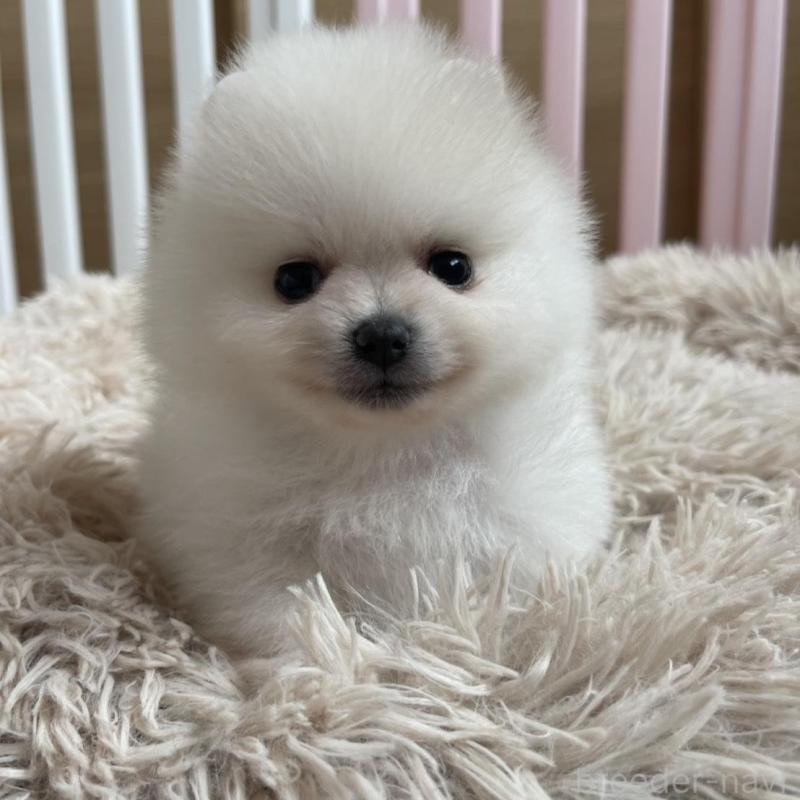 販売中の岡山県のポメラニアン-456051の4枚目