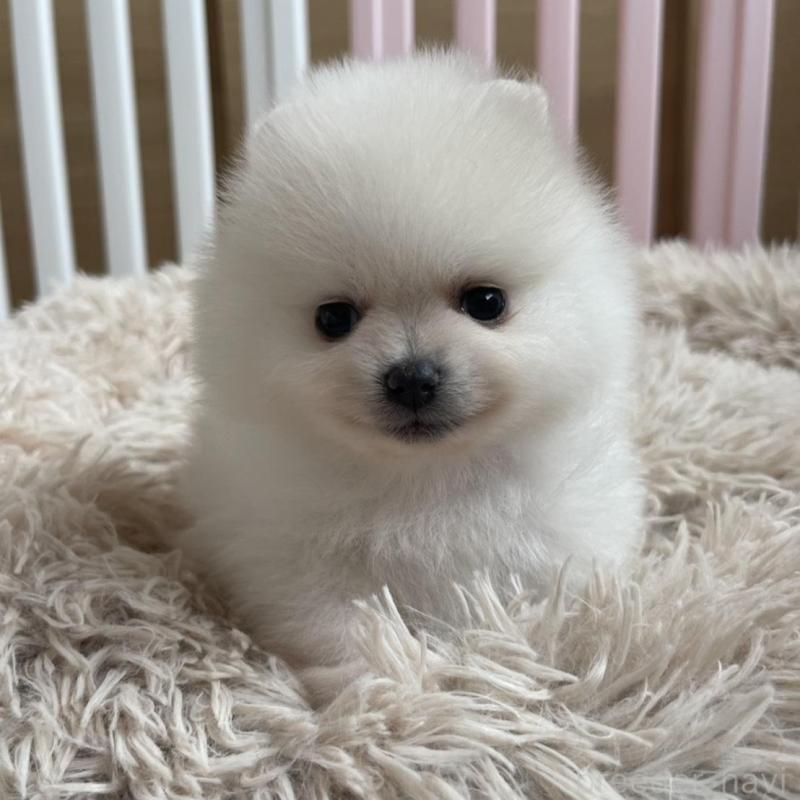 販売中の岡山県のポメラニアン-456051の3枚目