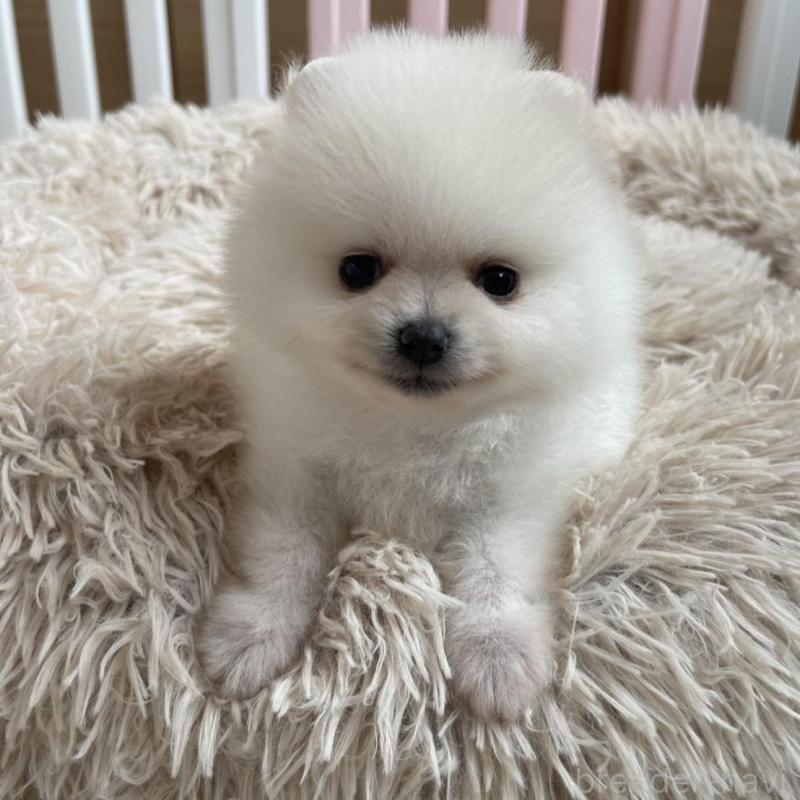 販売中の岡山県のポメラニアン-456051の2枚目