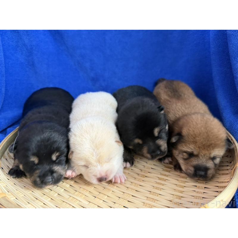 販売中の茨城県の豆柴-454528