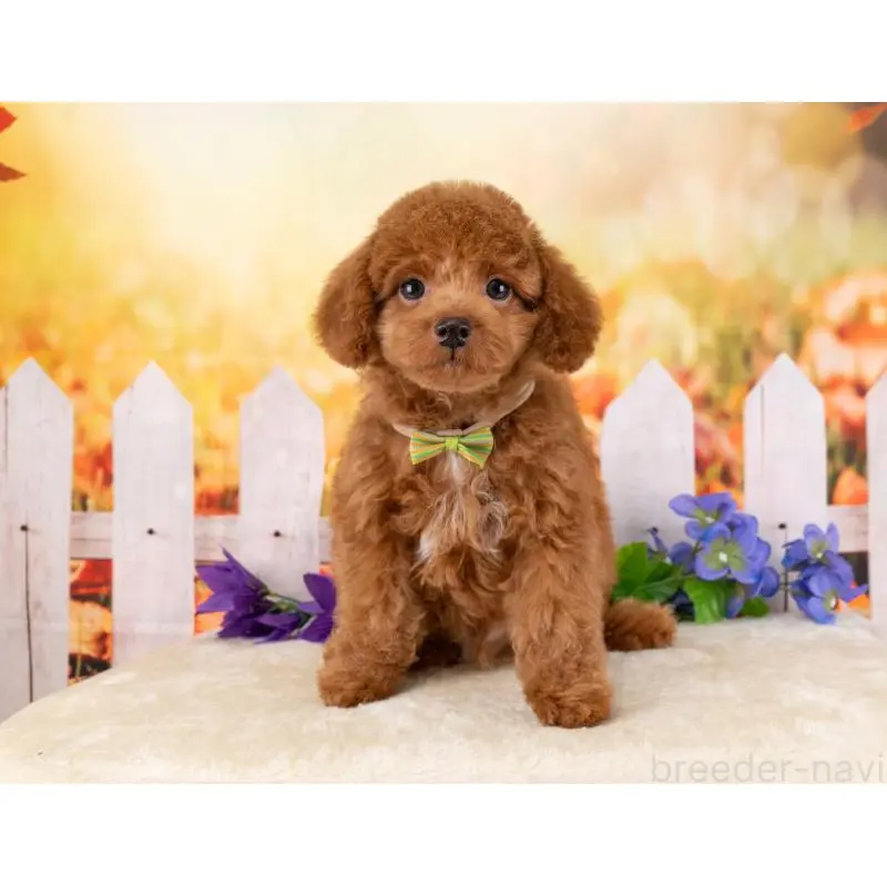 販売中の岐阜県のトイプードル-456054の7枚目