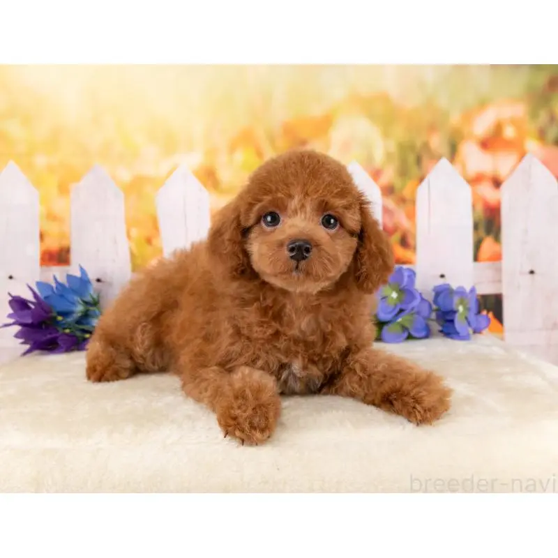 販売中の岐阜県のトイプードル-456054の6枚目