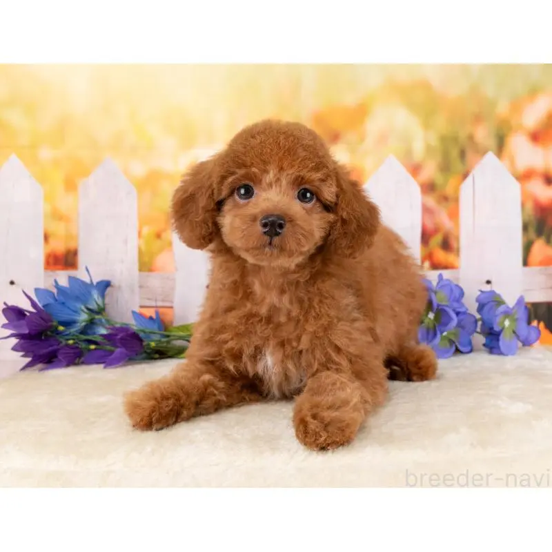 販売中の岐阜県のトイプードル-456054の5枚目