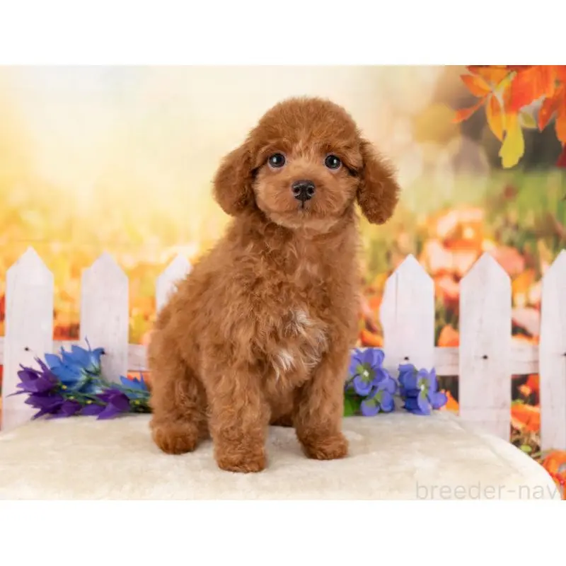 販売中の岐阜県のトイプードル-456054の4枚目