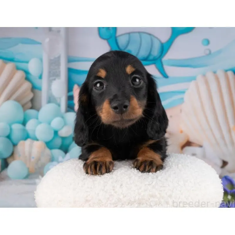 販売中の岐阜県のミニチュアダックスフンド(ロングヘアード)-456056の5枚目