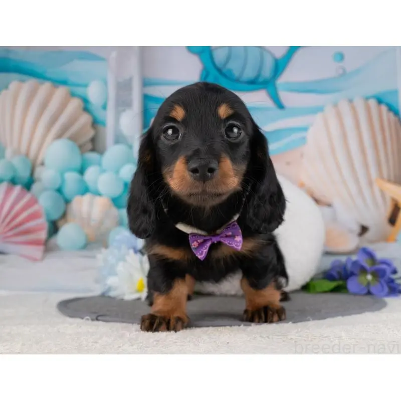 販売中の岐阜県のミニチュアダックスフンド(ロングヘアード)-456056の4枚目