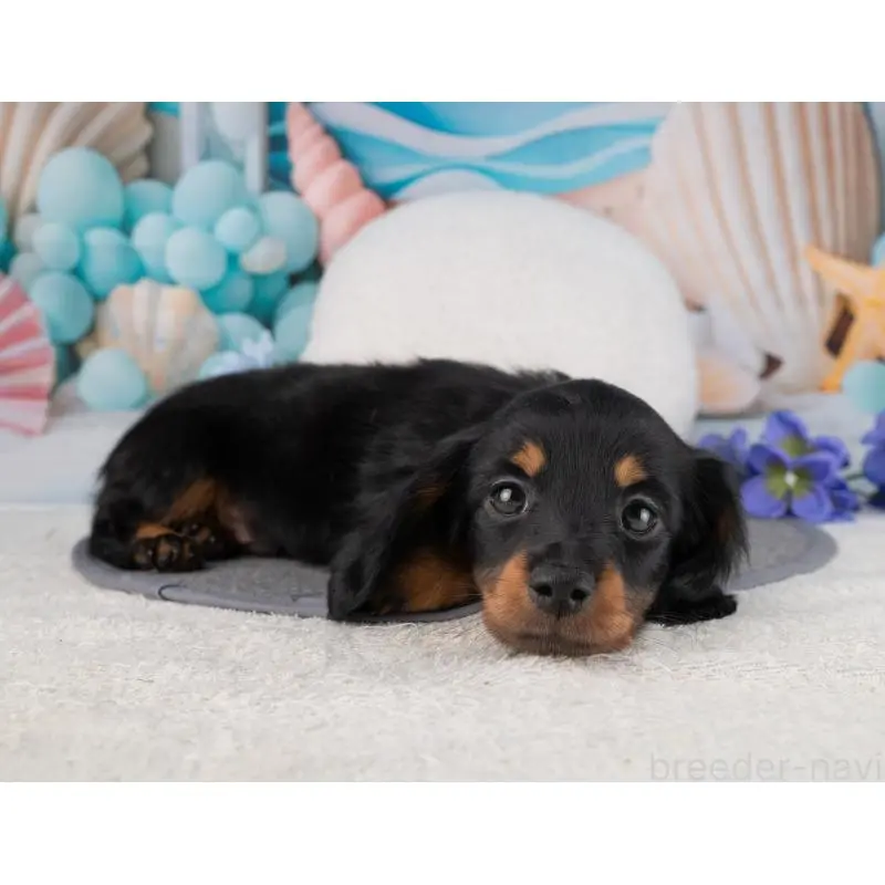 販売中の岐阜県のミニチュアダックスフンド(ロングヘアード)-456056の3枚目