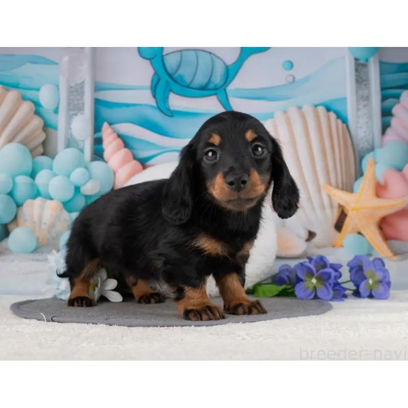 販売中の岐阜県のミニチュアダックスフンド(ロングヘアード)-456056の2枚目