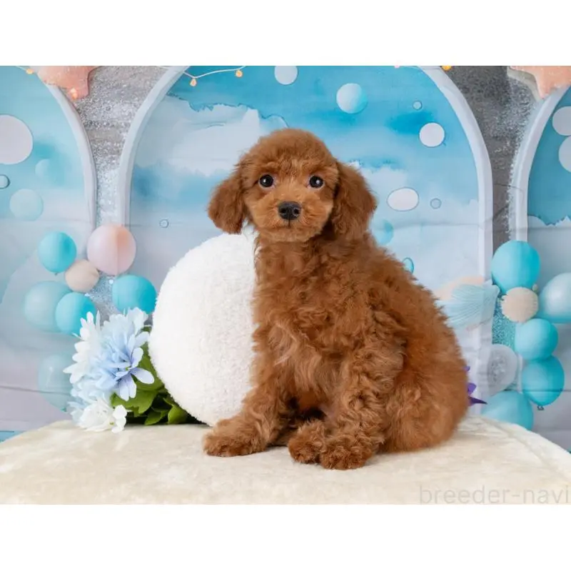 販売中の岐阜県のトイプードル-456057の7枚目