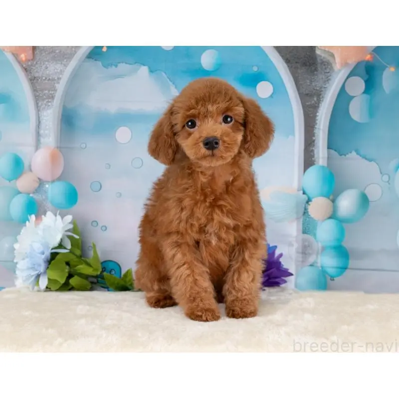 販売中の岐阜県のトイプードル-456057の6枚目