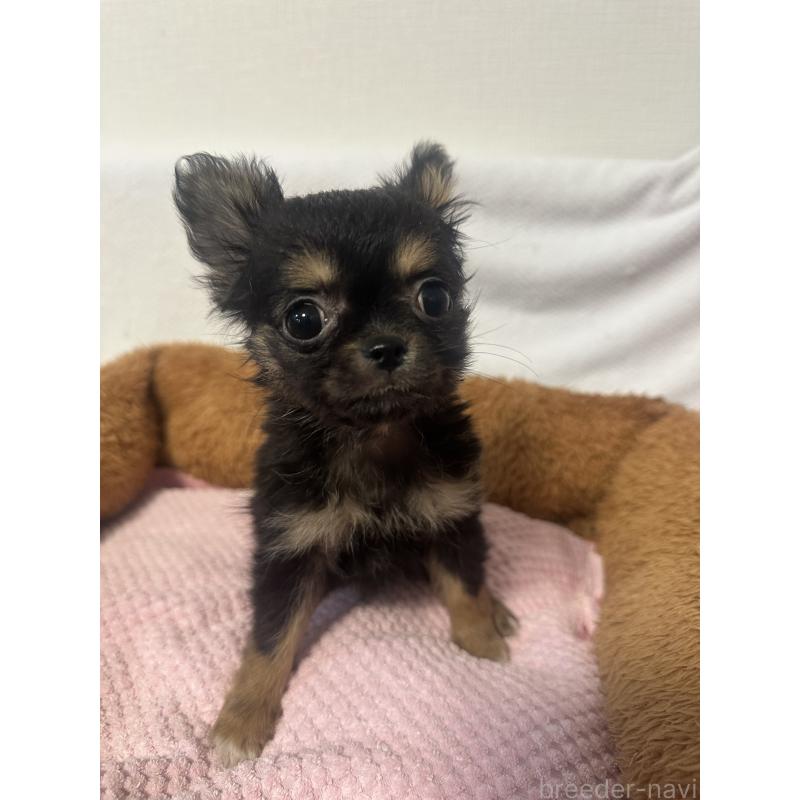 販売中の福岡県のチワワ(ロングコート)-446759の3枚目