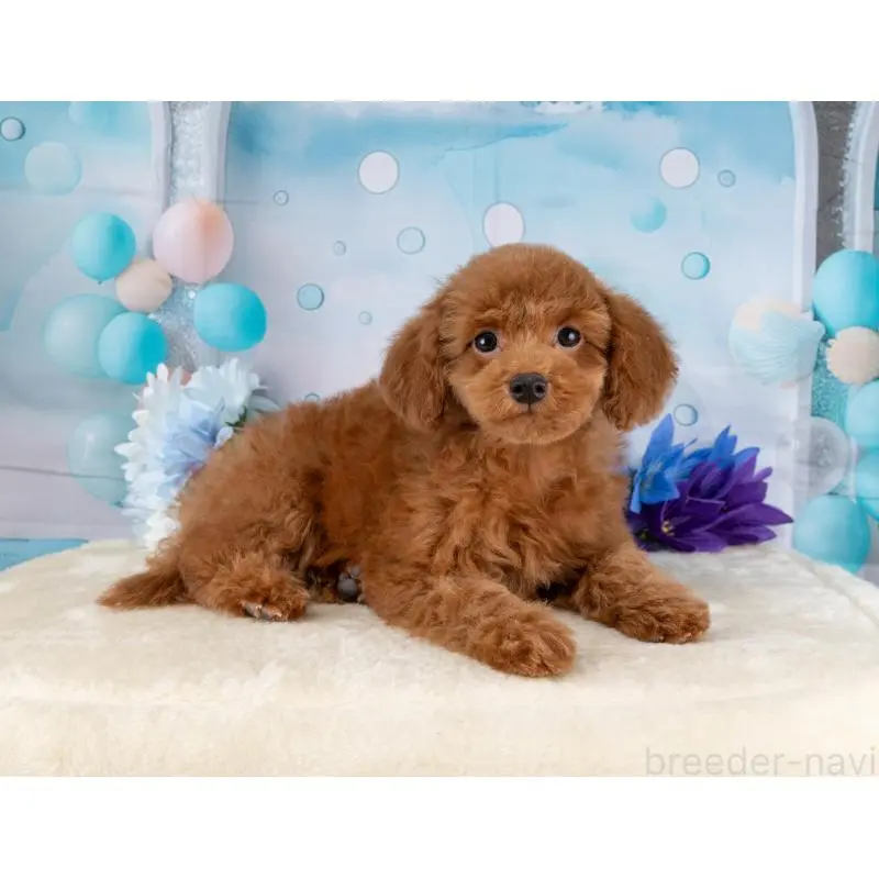 販売中の岐阜県のトイプードル-456057の5枚目