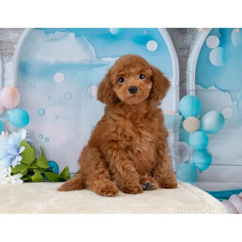 販売中の岐阜県のトイプードル-456057の4枚目