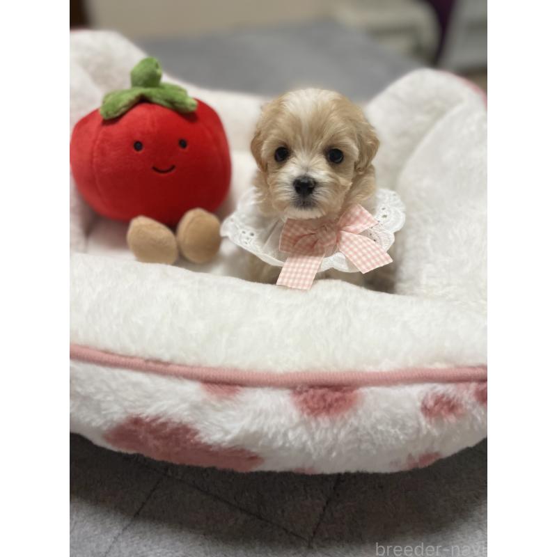 販売中の千葉県のマルプー:マルチーズ×トイプードル-456059の9枚目