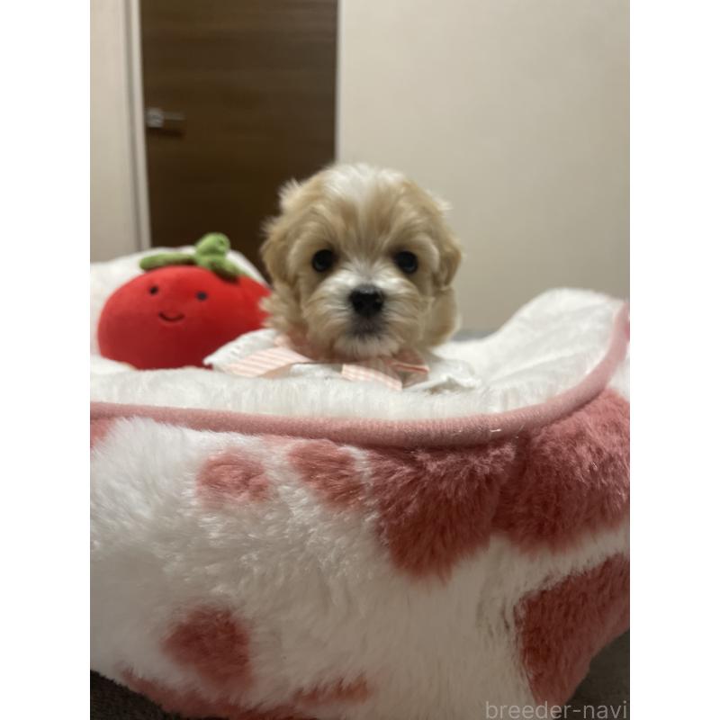 販売中の千葉県のマルプー:マルチーズ×トイプードル-456059の8枚目