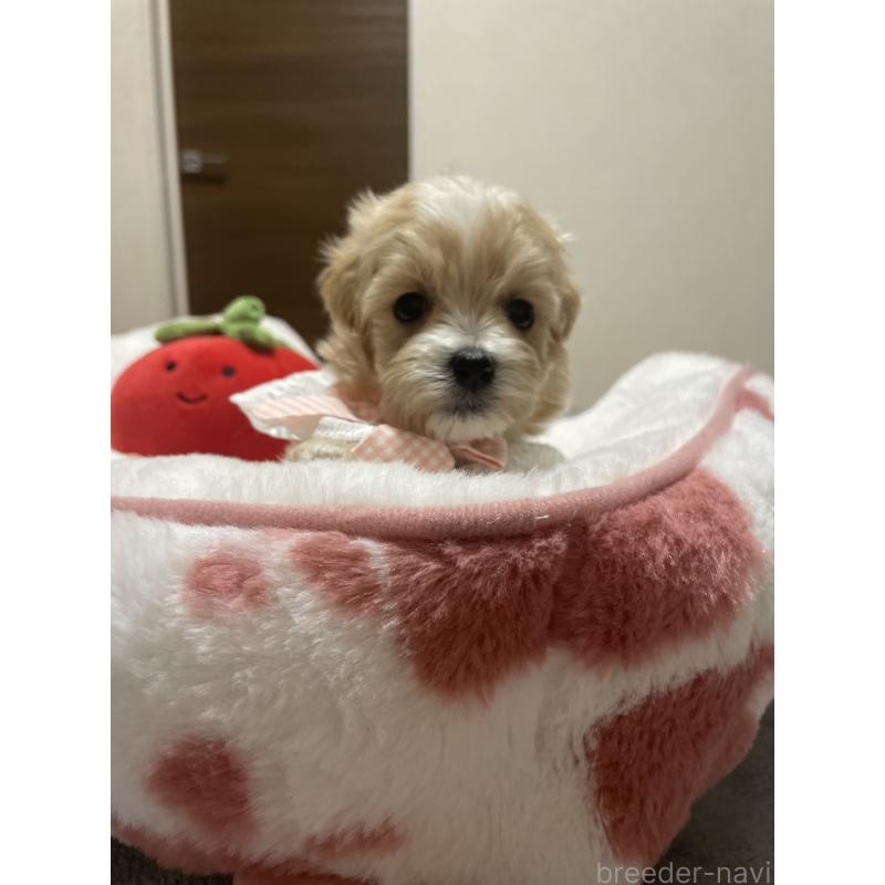 販売中の千葉県のマルプー:マルチーズ×トイプードル-456059の7枚目