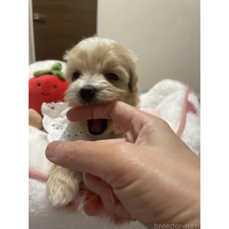 販売中の千葉県のマルプー:マルチーズ×トイプードル-456059の6枚目