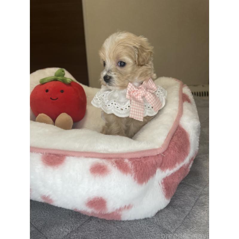 販売中の千葉県のマルプー:マルチーズ×トイプードル-456059の5枚目