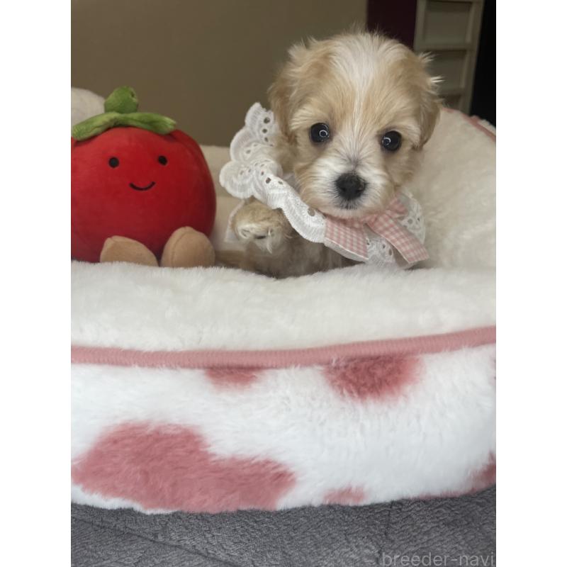 販売中の千葉県のマルプー:マルチーズ×トイプードル-456059の4枚目