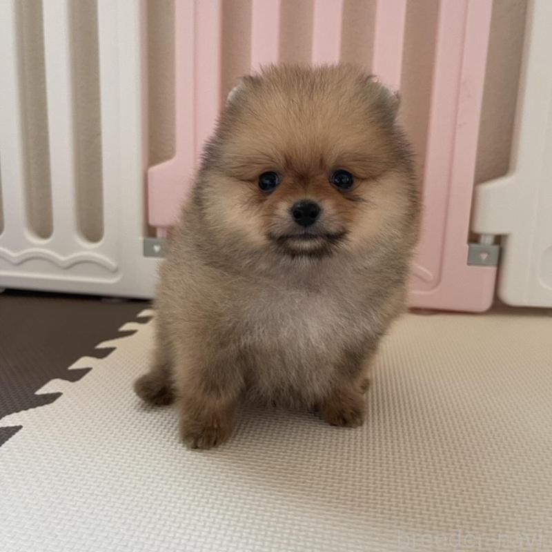 販売中の岡山県のポメラニアン-456058の6枚目