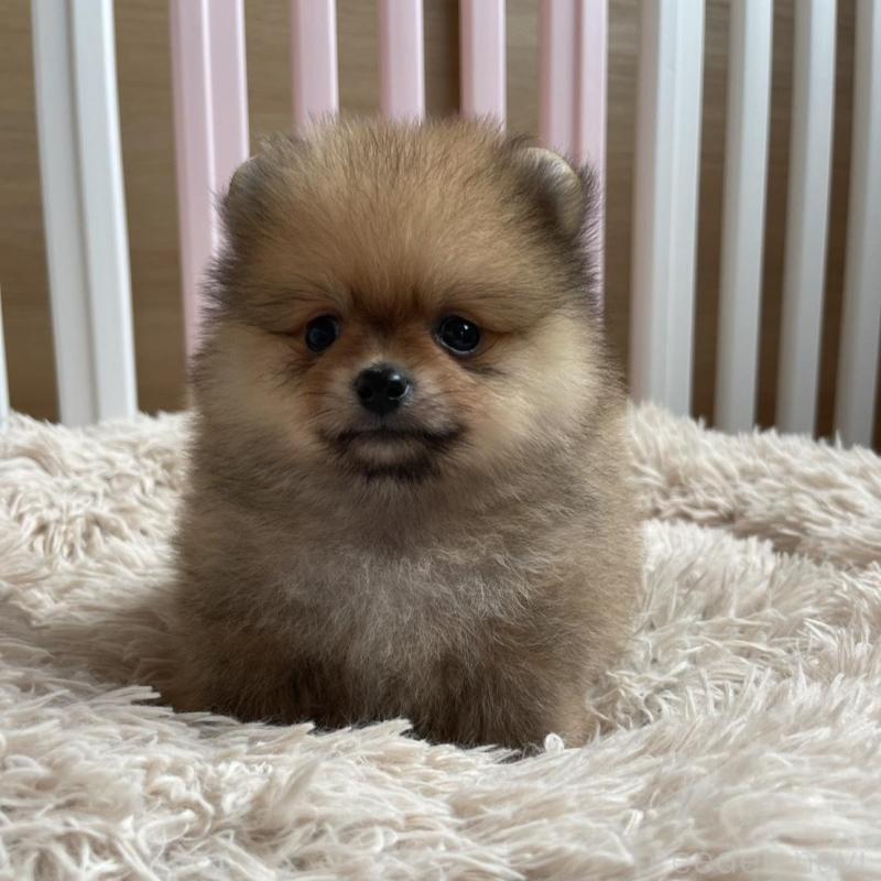 販売中の岡山県のポメラニアン-456058の5枚目