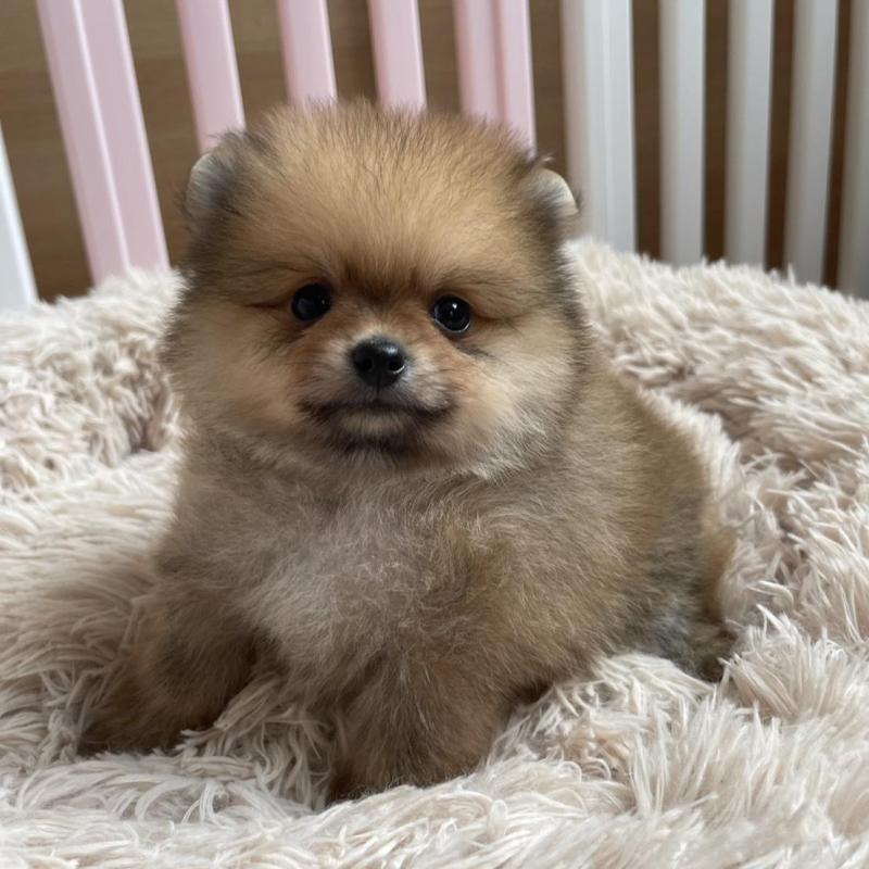 販売中の岡山県のポメラニアン-456058の4枚目