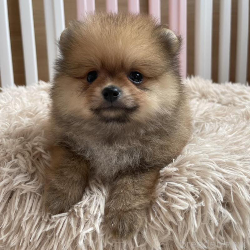 販売中の岡山県のポメラニアン-456058の3枚目