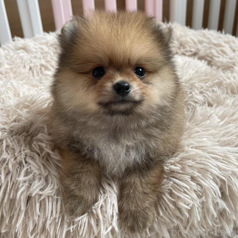 販売中の岡山県のポメラニアン-456058の2枚目