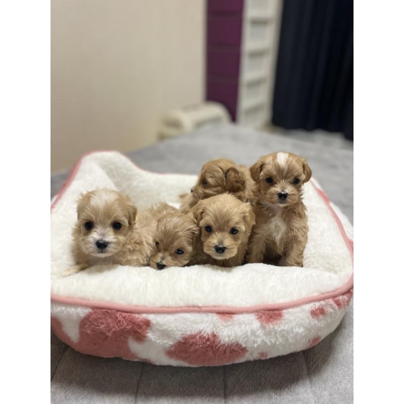 販売中の千葉県のマルプー:マルチーズ×トイプードル-456059の3枚目