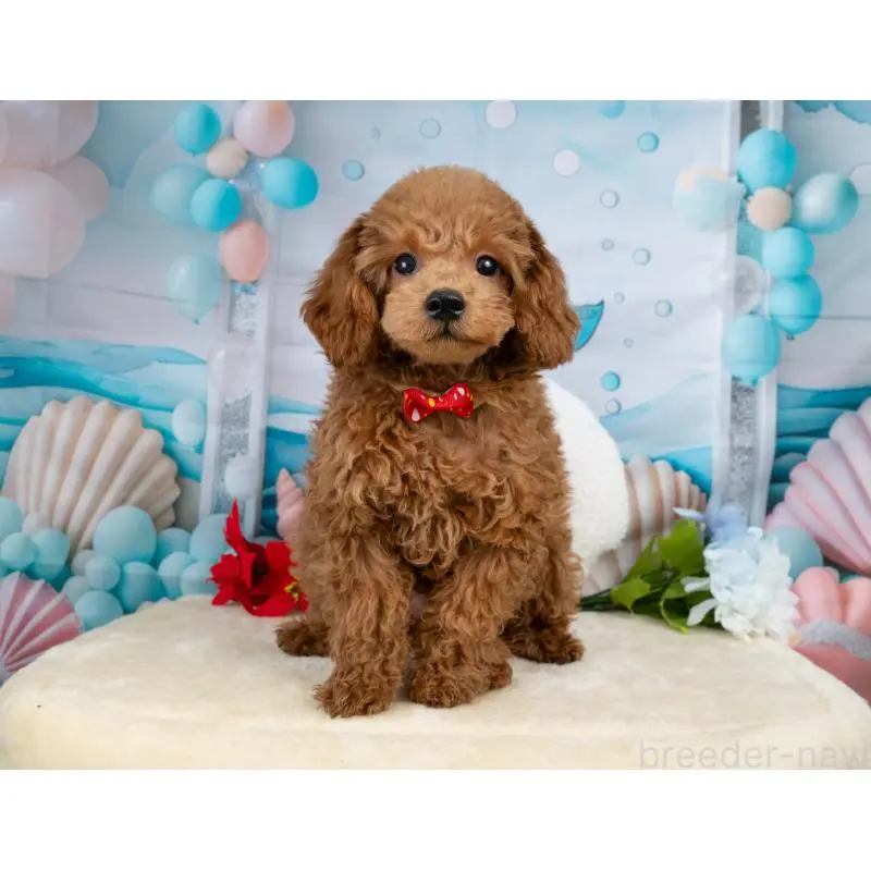 販売中の岐阜県のトイプードル-456061の7枚目