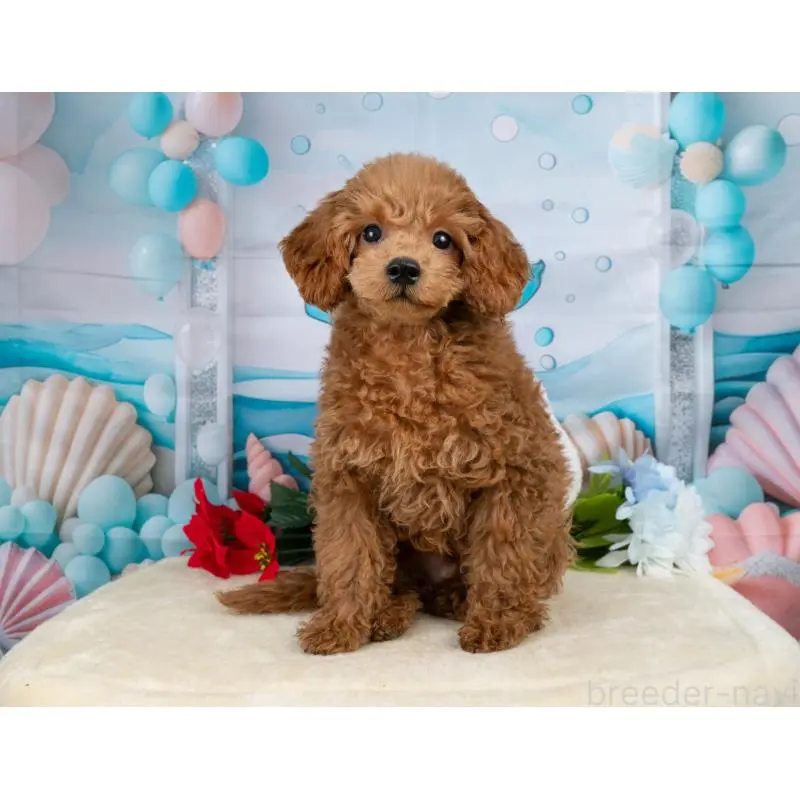 販売中の岐阜県のトイプードル-456061の6枚目