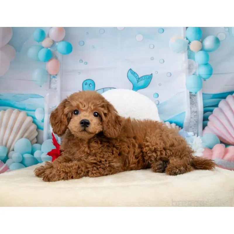 販売中の岐阜県のトイプードル-456061の5枚目