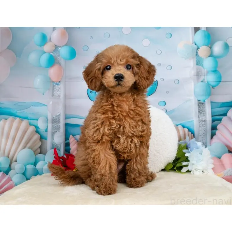 販売中の岐阜県のトイプードル-456061の4枚目